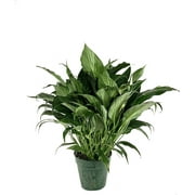 Peace Lily - Live Plant in a 6 Inch Pot - Spathiphyllum - Air Cleaning Indoor Houseplant