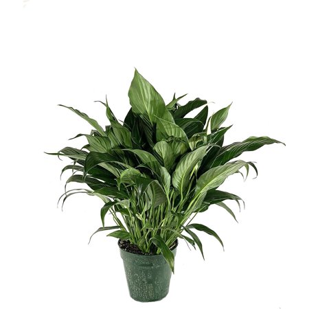 Peace Lily - Live Plant in a 6 Inch Pot - Spathiphyllum - Air Cleaning Indoor Houseplant