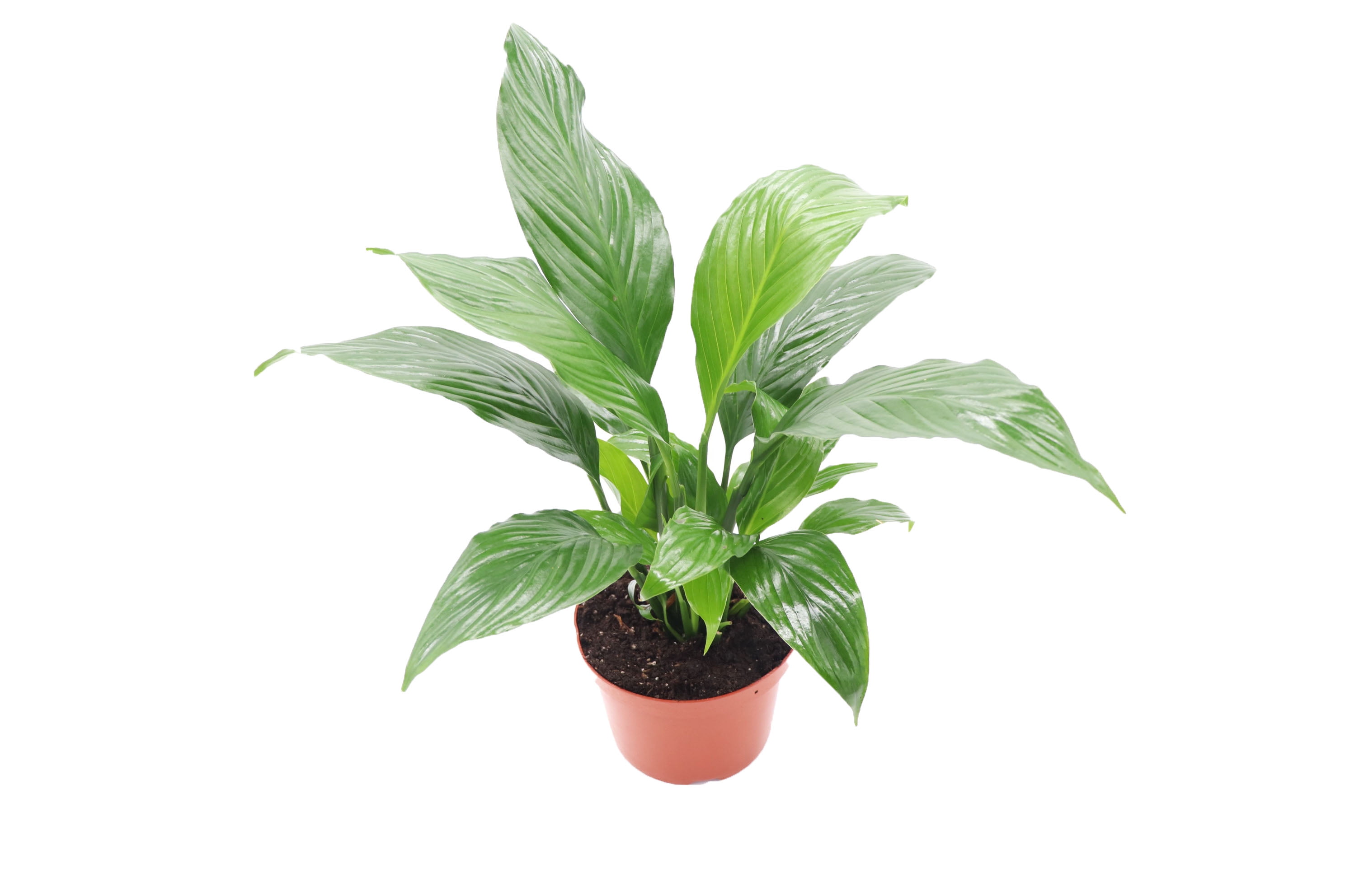 Peace Lily Plants in Indoor Plants - Walmart.com