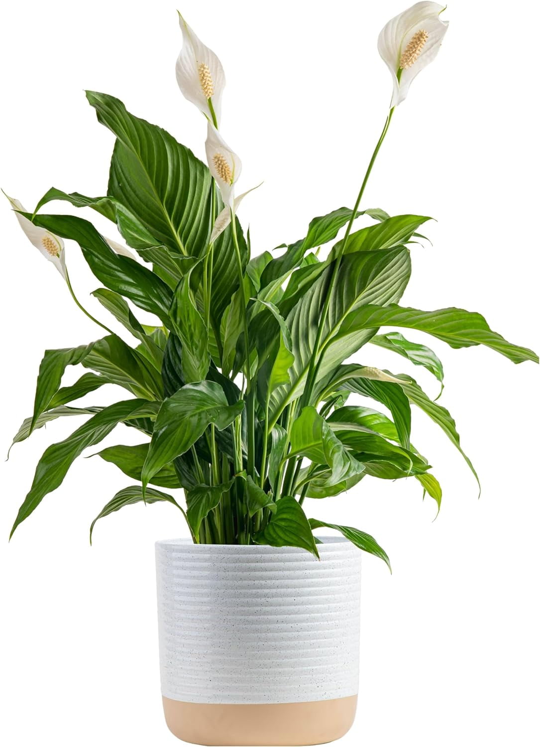 Peace Lily Plant, Live Indoor Houseplant with Flowers Potted in Indoors