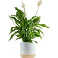Peace Lily Plant, Live Indoor Houseplant with Flowers Potted in Indoors