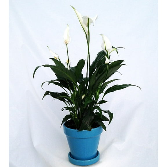 Peace Lily Plant - Spathyphyllium - 4" Glazed Ceramic Pot and Saucer