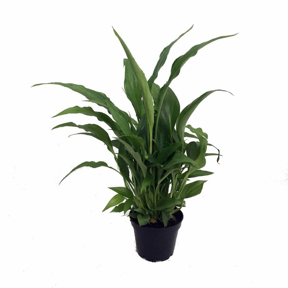HIRT'S GARDENS Peace Lily Plant - Spathyphyllium - Great House Plant - 4" Pot