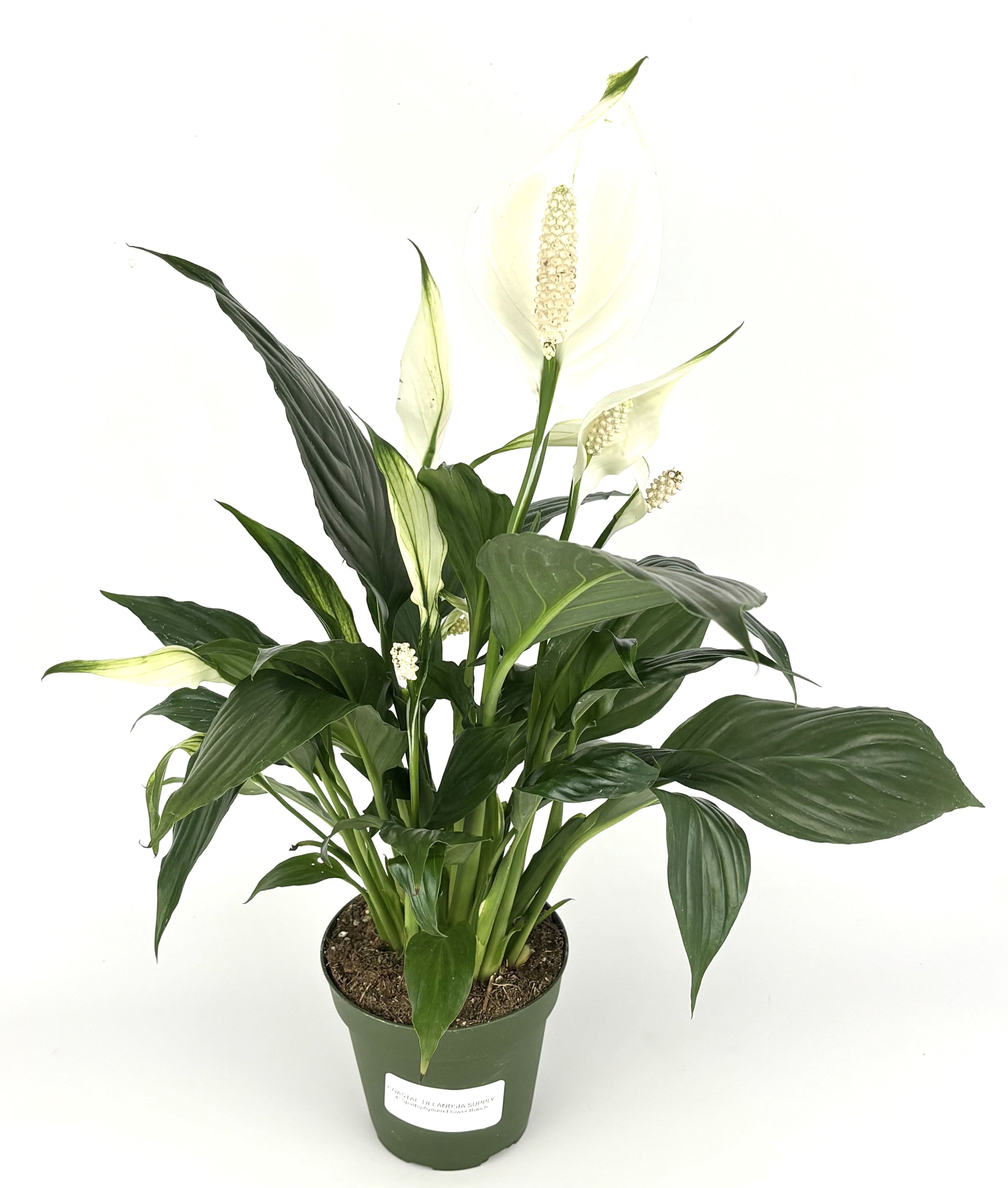 peace lily hydro Spathiphyllum Peace Lily Hydro ; JUNGALORE main image 1