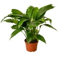 thumbnail image 1 of Peace Lily 'Spathiphyllum Wallisii' - Live Air-Purifying Indoor Plant in Nursery Pot – Easy Care, Low Maintenance Houseplant for Home & Office Decor, Natural Air Cleaner, Best for Beginners (6"Pot), 1 of 6