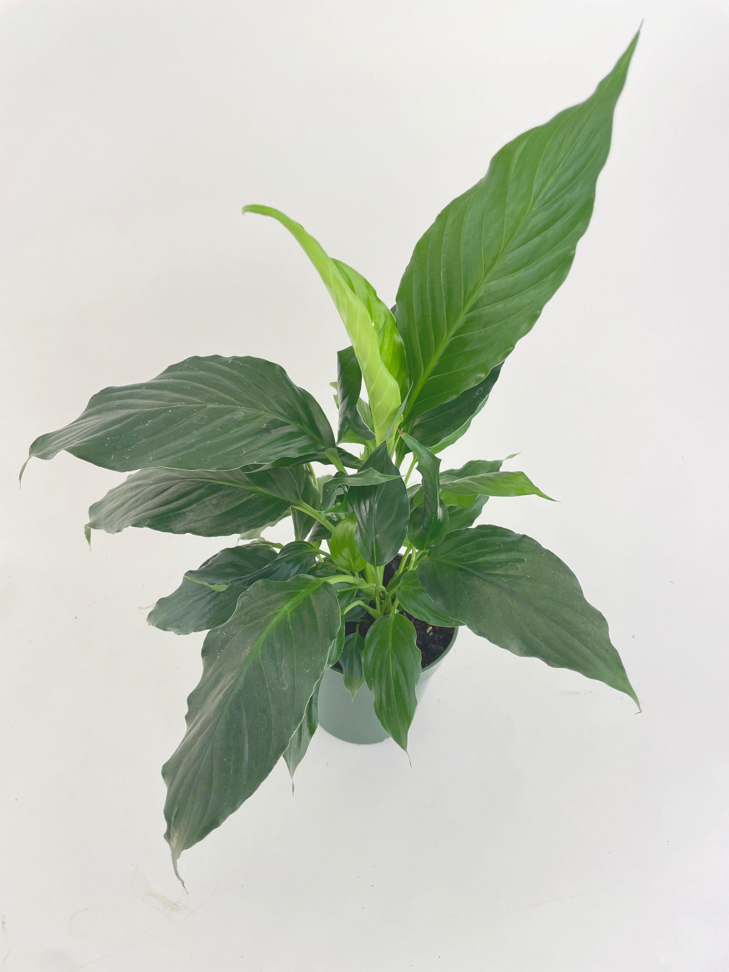 Peace Lily Seed