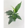 thumbnail image 1 of Bumble Plants Peace Lily 'Spathiphyllum Wallisii' - Full Live Colorful Houseplant in Nursery Pot, Easy Care, Indoor Plant for Beginners, 1 of 3