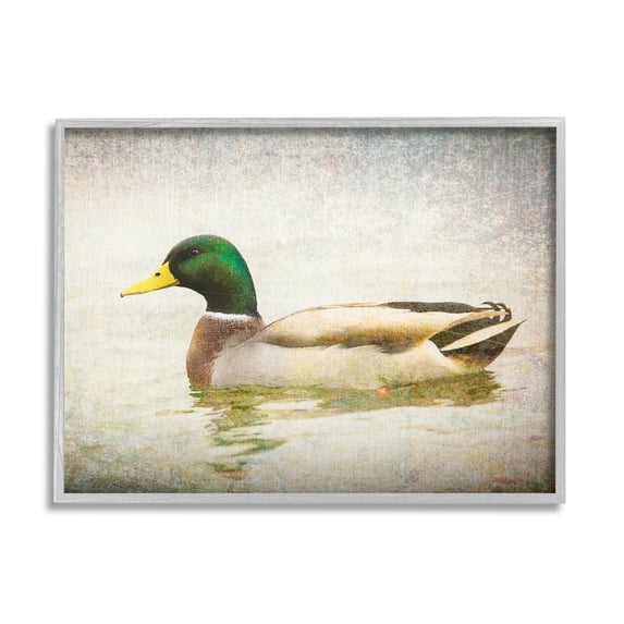 Peaceful Mallard Duck Bird Swimming Water Detailed Animals & Insects Photograph Framed Art Print Wall Art