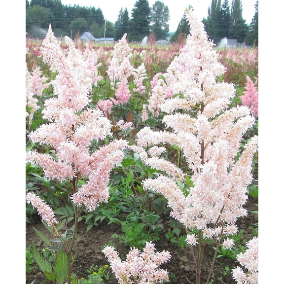 Peach Blossom Astilbe - 3 root divisions