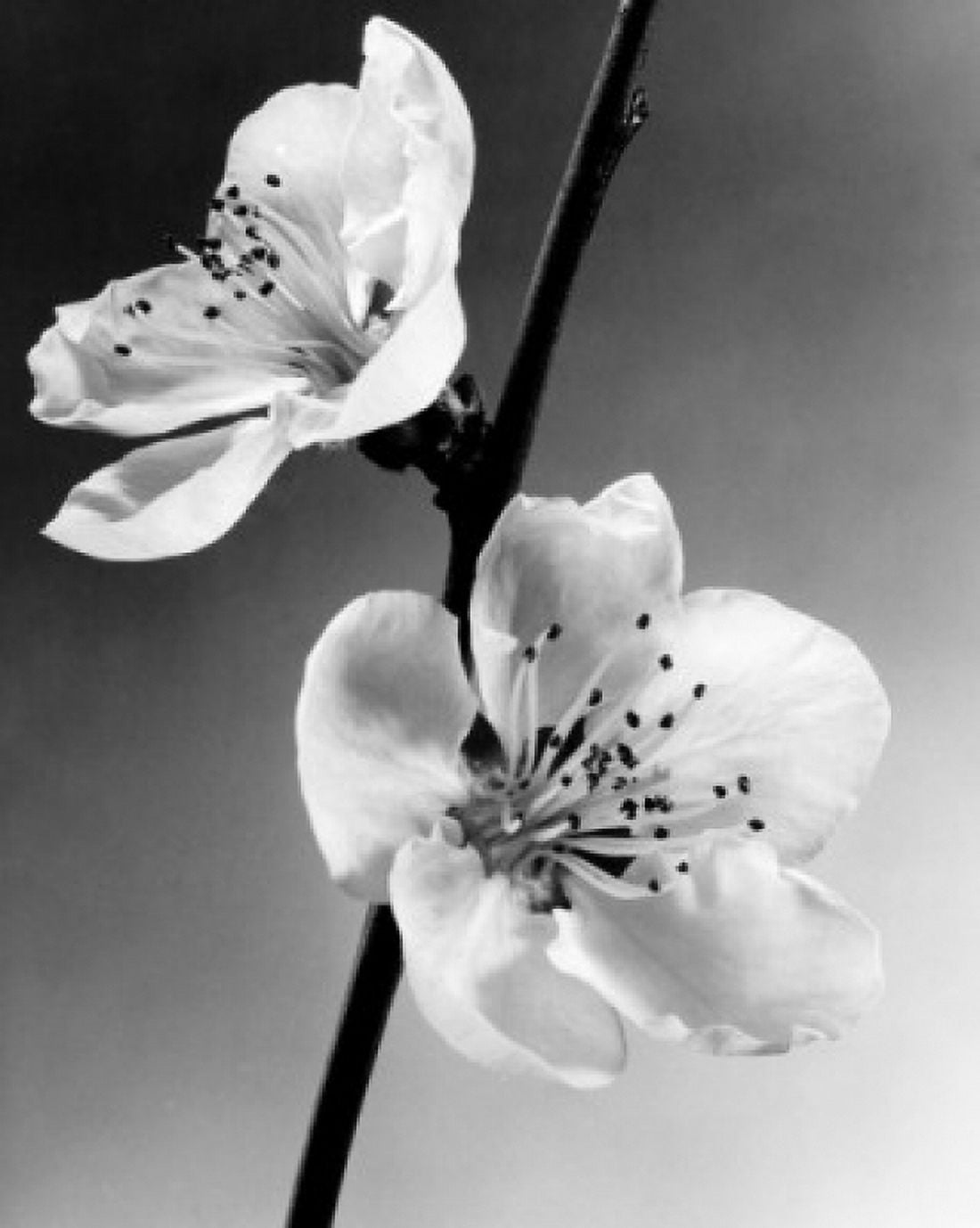 Peach Blossoms Canvas Art - (18 x 24)