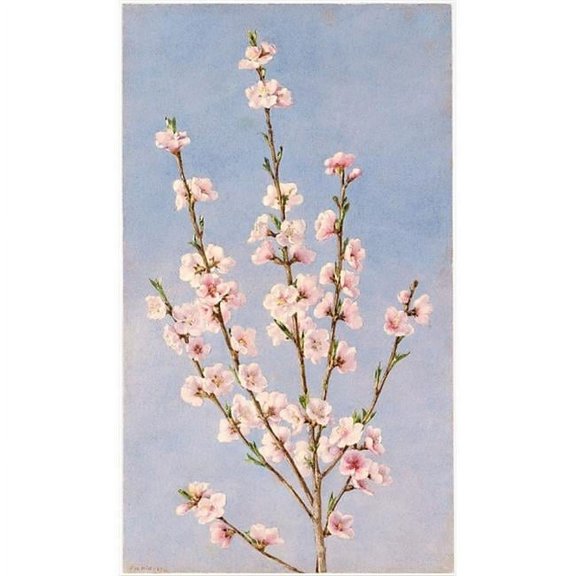 Peach Blossoms Poster Print by John William Hill - 18 x 24