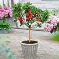 Peach Bonsai Tree Seeds 4 Large Seeds Grow Fruit Bearing Bonsai