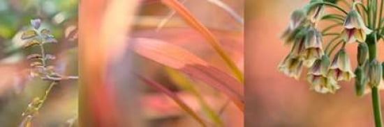 Peach Collage II Canvas Art - Cora Niele (12 x 36)