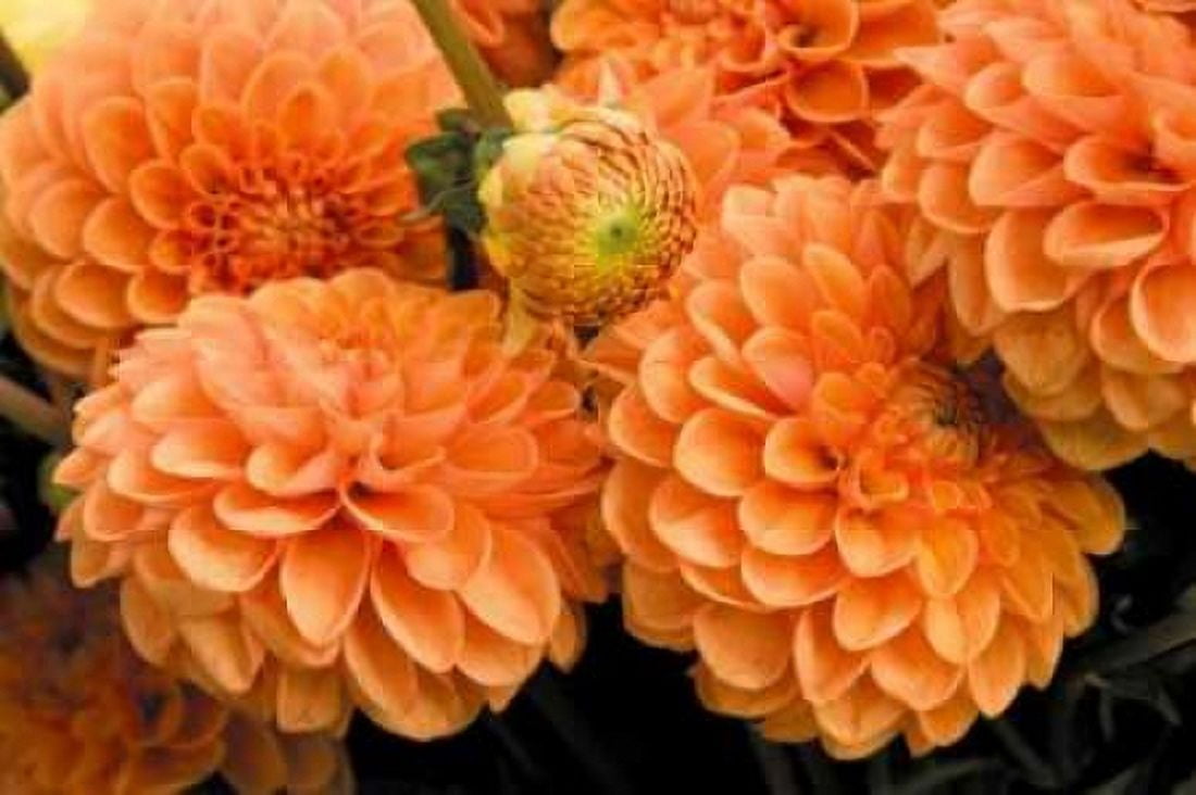 Peach Dalhia I Canvas Art - Maureen Love (12 x 18)