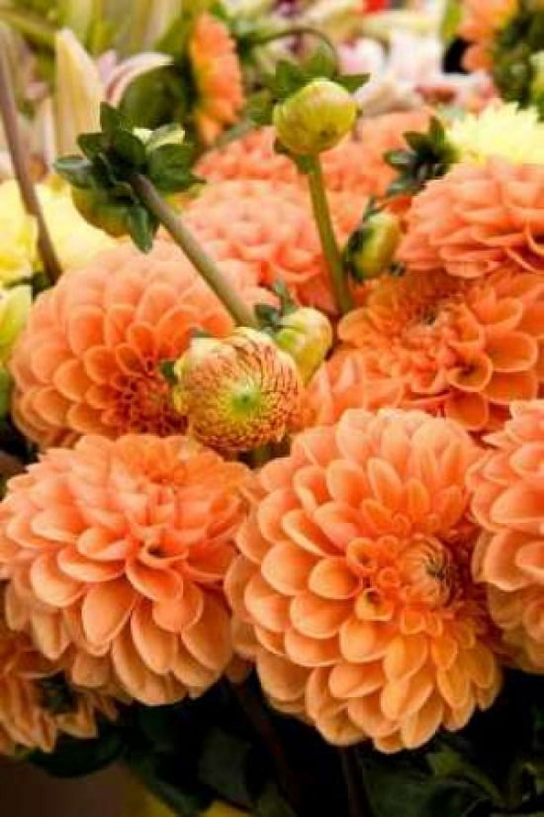Peach Dalhia II Canvas Art - Maureen Love (24 x 36)
