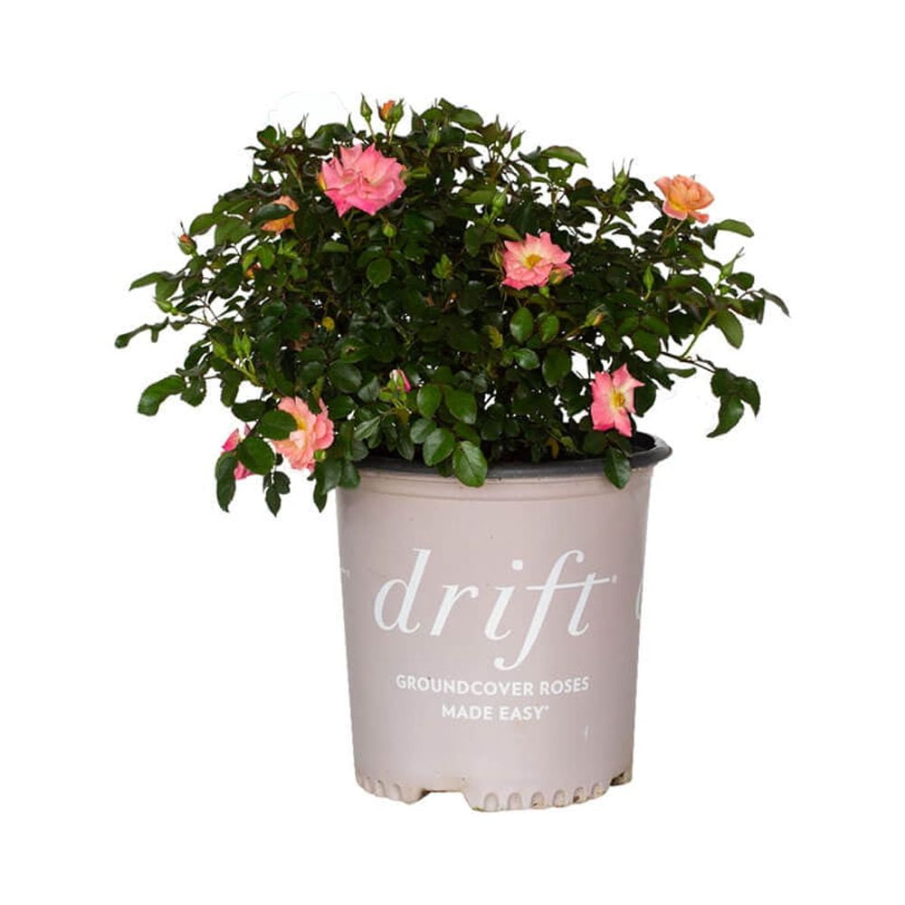 Peach Drift Rose (1 Gallon) LowGrowing Groundcover Deciduous Flowering Shrub Full Sun Live