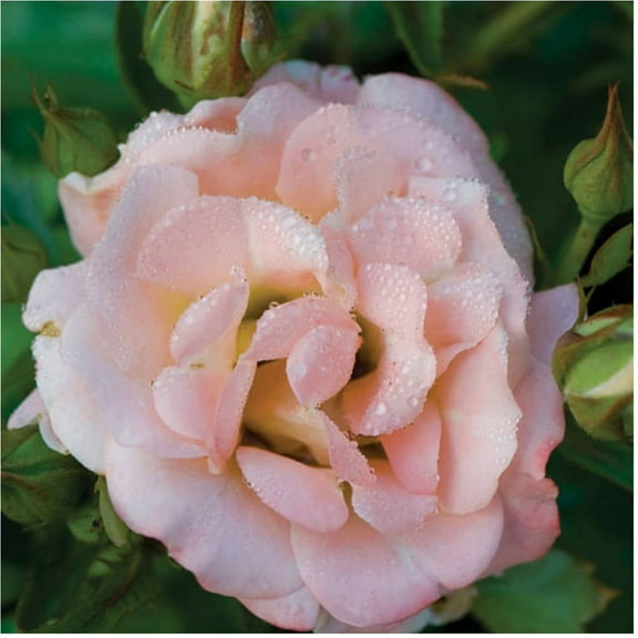 Peach Drift Rose (2 Gallon) Low-Growing Groundcover Deciduous Flowering Shrub - Full Sun Live Outdoor Plant