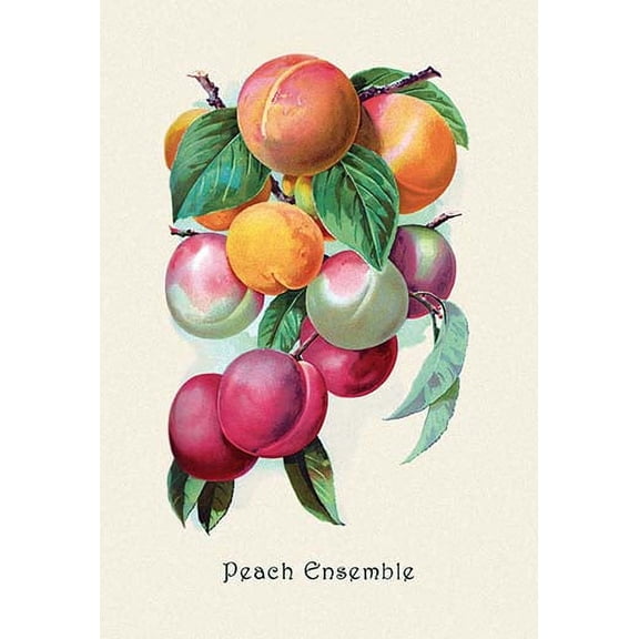 Peach Ensemble Fine art canvas print (20" x 30")