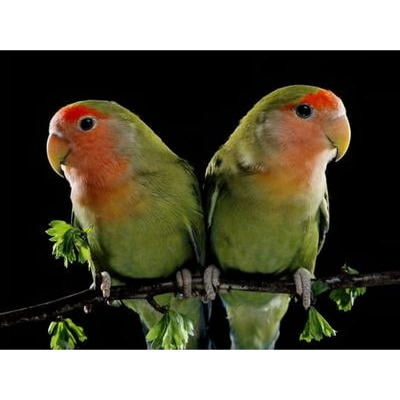 Peach-Faced Lovebirds Two, Animals Figurative Unframed Photographic Print Wall Art Sold by Art.Com
