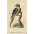 thumbnail image 1 of Peach-Fronted Parakeet, Aratinga Aurea Poster Print By ® Florilegius Mary Evans (18 X 24), 1 of 3