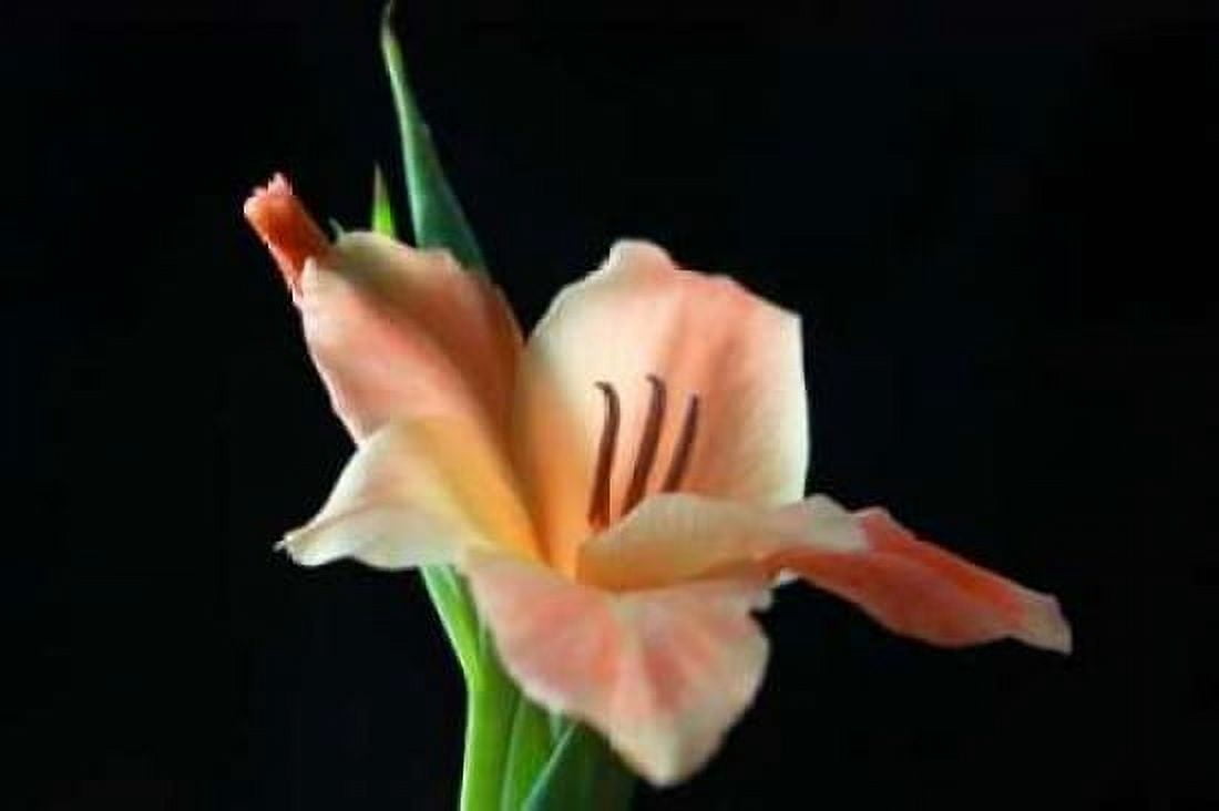 Peach Lily Canvas Art - Tammy Putman (20 x 28)