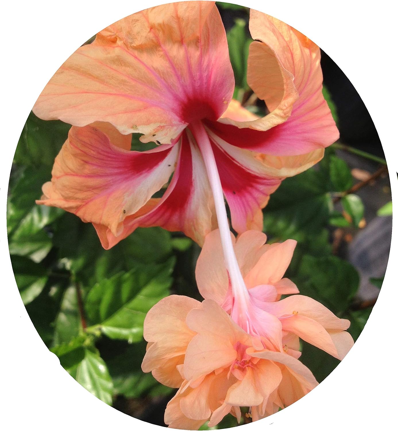 Peach Orange Lions Tail Tropical Hibiscus Live Plant Rare Unusual Pom