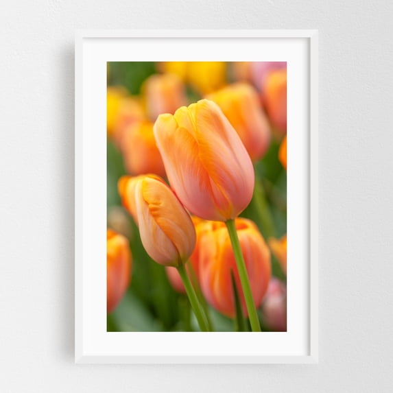 Peach Orange Tulip Dordogne - Photography Flowers Floral Nature ...