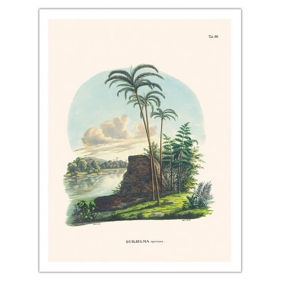 Peach Palm (Bactris Gasipaes) - Rio Japura Brazil - Vintage Botanical Illustration by Carl Friedrich Philipp von Martius c.1820s - Fine Art Matte Paper Print (Unframed) 20x26in