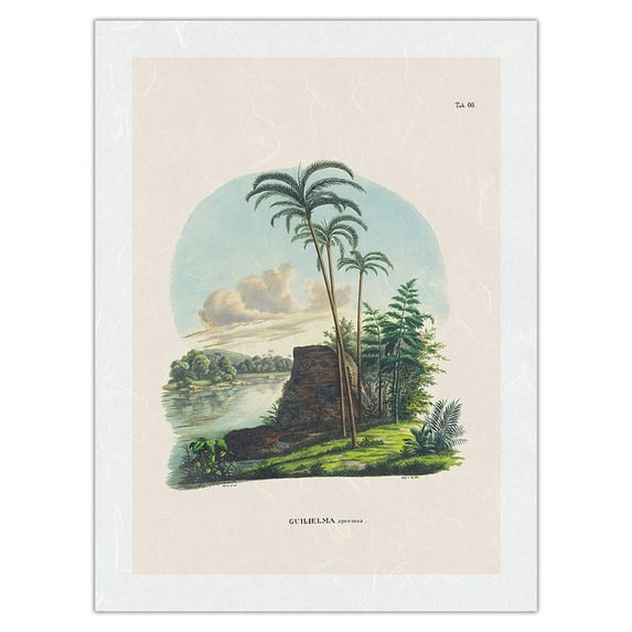Peach Palm (Bactris Gasipaes) - Rio Japura Brazil - Vintage Botanical Illustration by Carl Friedrich Philipp von Martius c.1820s - Japanese Unryu Rice Paper Art Print (Unframed) 12 x 16 in