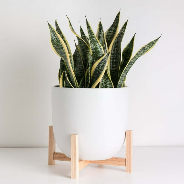 Peach & Pebble 12" White Egg Shaped Planter + Natural Wood Stand