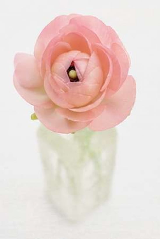 Peach Persian Buttercup Canvas Art - Cora Niele (24 x 36)