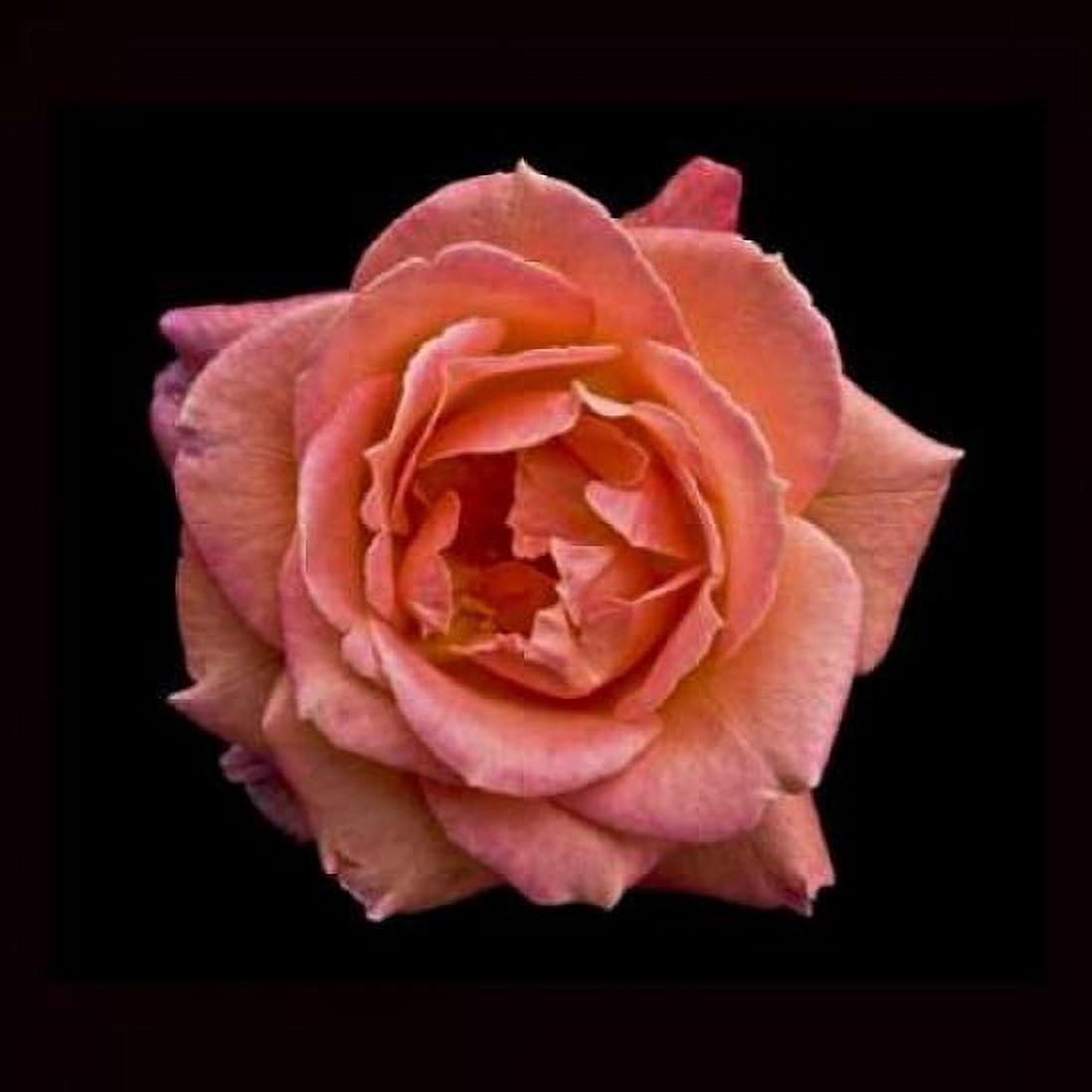 Peach Rose Canvas Art - Lee Peterson (24 x 24)