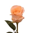 thumbnail image 1 of Peach Roses 50 cm - Fresh Cut - 125 Stems, 1 of 10