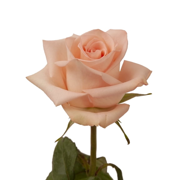 Peach Roses - Farm Direct Fresh Cut Flowers - 50 Stems by Bloomingmore