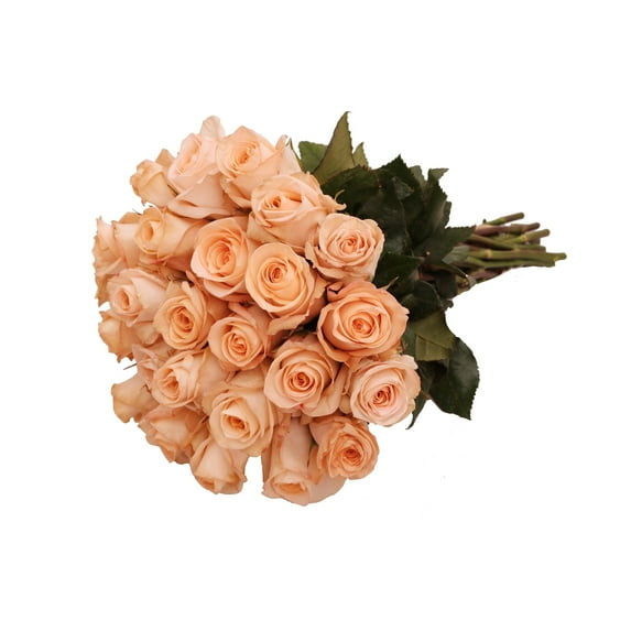 Peach Roses Gift - Farm Direct Fresh Cut Flowers - 24 Stems