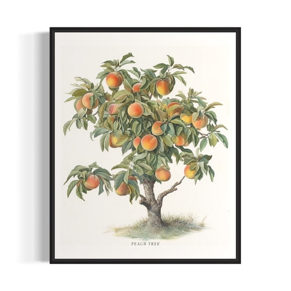 Peach Tree Botanical Poster, Fruit Tree Wall Art Print
