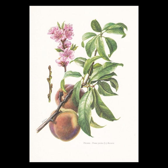 Peach Tree Botanical Print, Unframed Paper Poster 8x10in