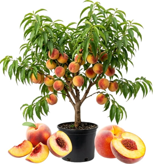 Peach Tree Live Plant, 2 Ft Tall Peach Fruit Tree in 1 Gallon Pot, Well Rooted Tree for Home Orchard and Garden