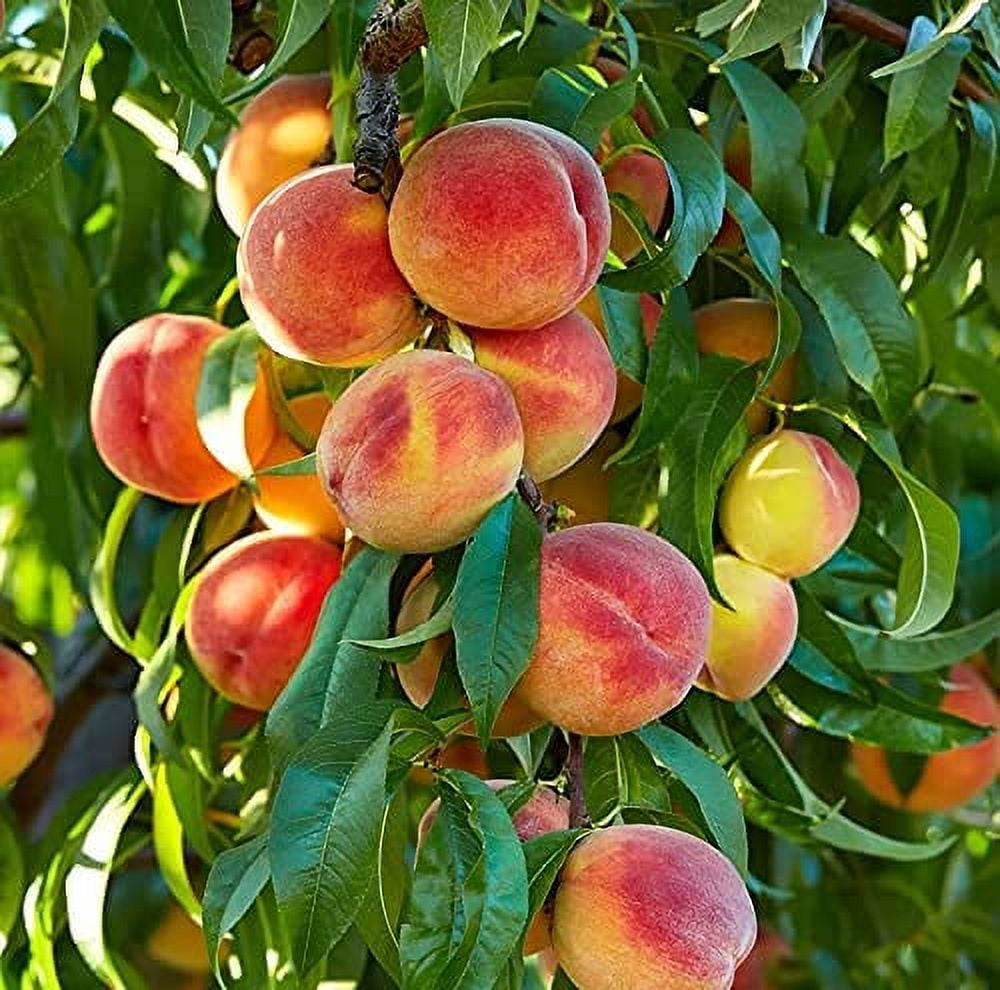 Peach Tree Seeds - 2 Large Seeds - Grow Fruit Bearing Bonsai - Made in USA.  Ships from Iowa - Walmart.com