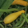 thumbnail image 2 of Green Garden Seeds – Prolific Straightneck Summer Squash Seeds (20 Seeds), Non-GMO, USA 2 of 3