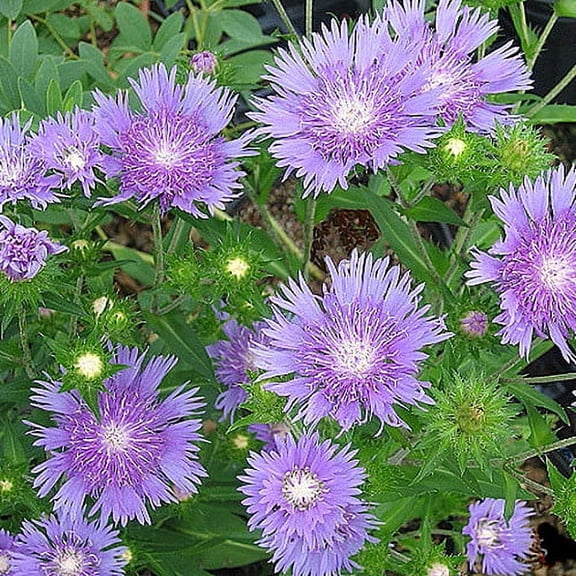 Peachie's Pick Stokes' Aster Perennial - Stokesia - Gallon Pot