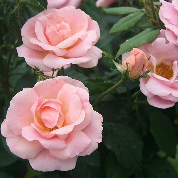 Peachy Knock Out Rose - Live Plant ( 1 QT ) - Full Sun - Repeat Blooms