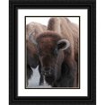 thumbnail image 1 of Peaco, Jim 12x14 Black Ornate Wood Framed with Double Matting Museum Art Print Titled - Cow Bison on Northeast Entrance Road, Yellowstone National Park, 1 of 4