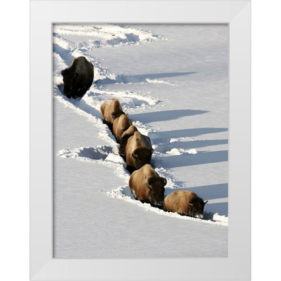 Peaco, Jim 12x14 White Modern Wood Framed Museum Art Print Titled - Bison near Tower Junction, Yellowstone National Park