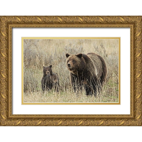 Peaco, Jim 14x11 Gold Ornate Wood Framed with Double Matting Museum Art Print Titled - Grizzly Sow and Cubs near Fishing Bridge, Yellowstone National Park