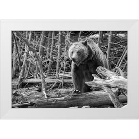 Peaco, Jim 14x11 White Modern Wood Framed Museum Art Print Titled - Grizzly Bear near Frying Pan Spring, Yellowstone National Park
