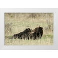 thumbnail image 1 of Peaco, Jim 14x11 White Modern Wood Framed Museum Art Print Titled - Grizzly Sow Nursing Cubs near Fishing Bridge, Yellowstone National Park, 1 of 4