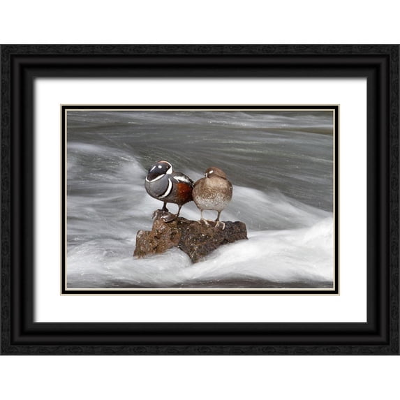 Peaco, Jim 18x13 Black Ornate Wood Framed with Double Matting Museum Art Print Titled - Harlequin Ducks, Yellowstone River, Yellowstone National Park