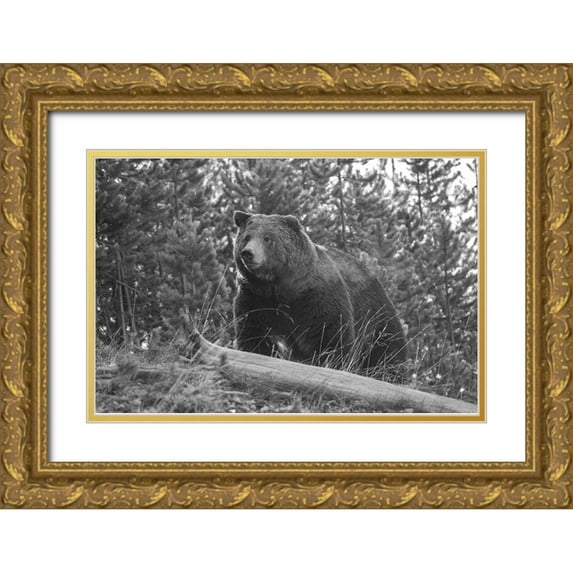 Peaco, Jim 24x17 Gold Ornate Wood Framed with Double Matting Museum Art Print Titled - Grizzly Bear, Yellowstone National Park