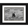 thumbnail image 1 of Peaco, Jim 32x23 Black Ornate Wood Framed with Double Matting Museum Art Print Titled - Grizzly Bear on Swan Lake Flats, Yellowstone National Park, 1 of 4